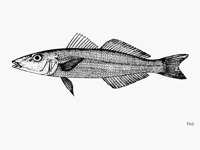 (Sillago Cuvier, 1817) Род СИЛЛАГИ 29 видов